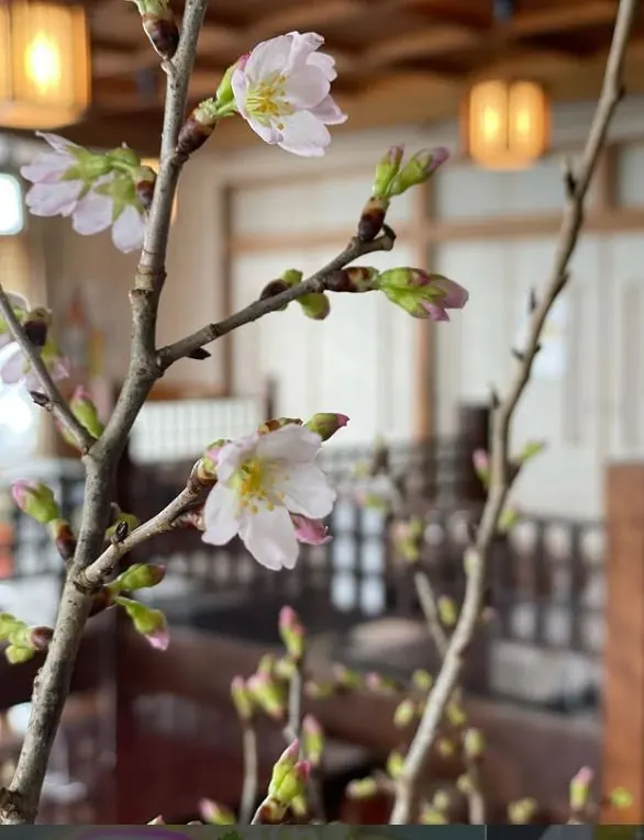 店内に活けた桜